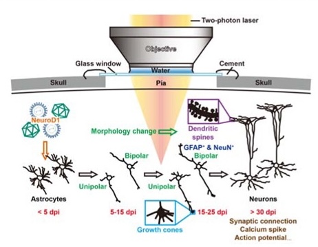 Neural Regen Res. 2024 Aug; 19(8):1781-1788.   doi: 10.4103/1673-5374.386401.